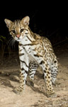 ocelot
